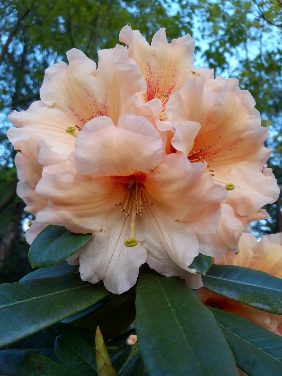 Apricot Fantasy